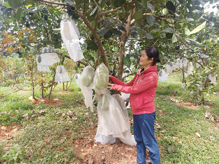 Mô hình kinh tế của CCB Hoàng Thị Hòa vừa mang lại thu nhập cho gia đình vừa giải quyết việc làm cho nhiều lao động địa phương.