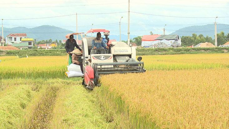 Năng suất đạt hơn 60 tạ/ha, vụ đông-xuân năm nay được đánh giá bội thu với người nông dân thị xã Ba Đồn. 