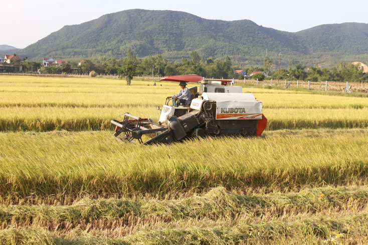 Nông dân Tuyên Hóa thu hoạch vụ lúa đông-xuân.