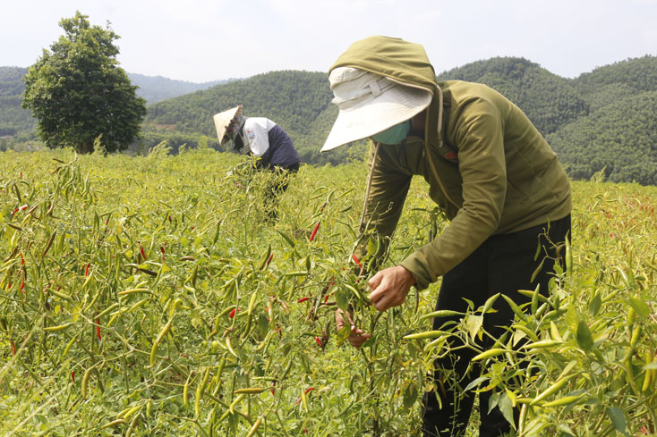 Mô hình sản xuất ớt chỉ thiên liên kết tiêu thụ của nông dân Tuyên Hóa.