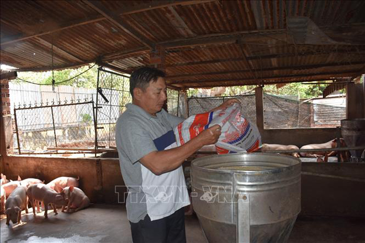 Ông Đoàn Thanh Thúy, xã Bình Giã (Châu Đức, Bà Rịa - Vũng Tàu) chuẩn bị thức ăn cho đàn lợn của gia đình. Ảnh tư liệu: Hoàng Nhị/TTXVN