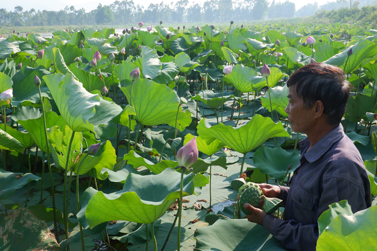 Ông Đào Văn Chức kiểm tra mô hình sen-cá chuẩn bị thu hoạch.