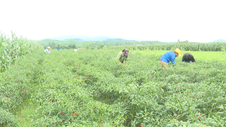  Giá ớt thấp hơn 5-6 lần so với năm 2020, chỉ còn từ 5.000-7.000 đồng/kg.