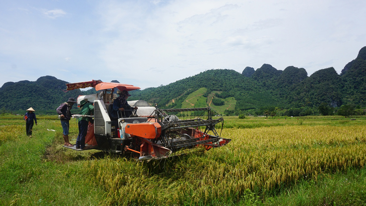 Nông dân xã Hóa Hợp đẩy nhanh tiến độ thu hoạch lúa đông-xuân.