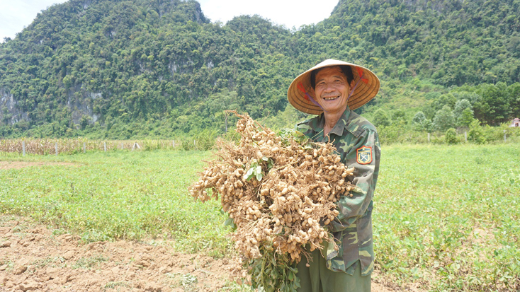 Niềm vui được mùa lạc của người nông dân.