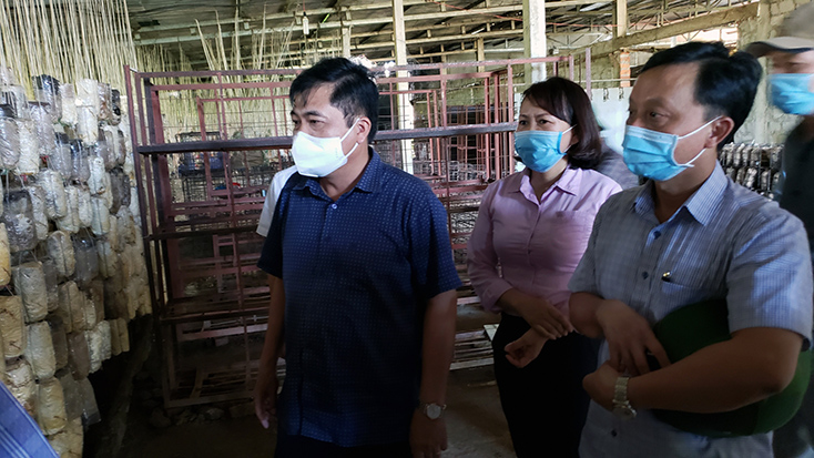 Đồng chí Phó Chủ tịch Thường trực UBND tỉnh Đoàn Ngọc Lâm thăm mô hình sản xuất nấm sạch tại HTX sản xuất nấm sạch và kinh doanh nông nghiệp Tuấn Linh.