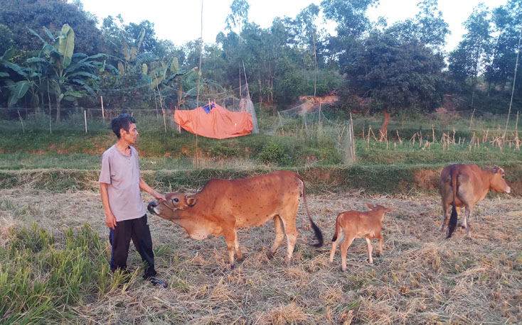 Nhờ bà con tuân thủ các biện pháp điều trị bệnh VDNC, nhiều con trâu, bò trên địa bàn huyện Quảng Trạch đã lành bệnh.
