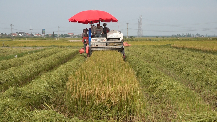 Người dân TX. Ba Đồn thu hoạch lúa đông-xuân.