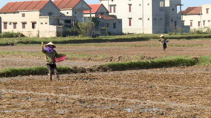 Bà con nông dân xã Quảng Lộc gieo lúa vụ hè - thu.