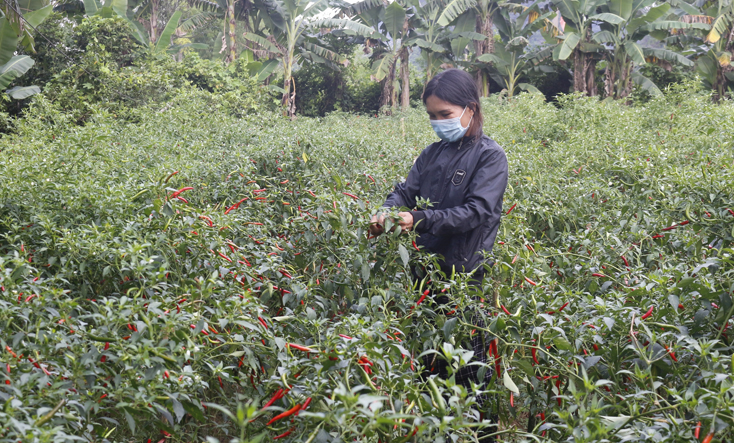 Nhiều nông sản Quảng Bình sẽ có cơ hội tham gia sàn thương mại điện tử trong thời gian tới.