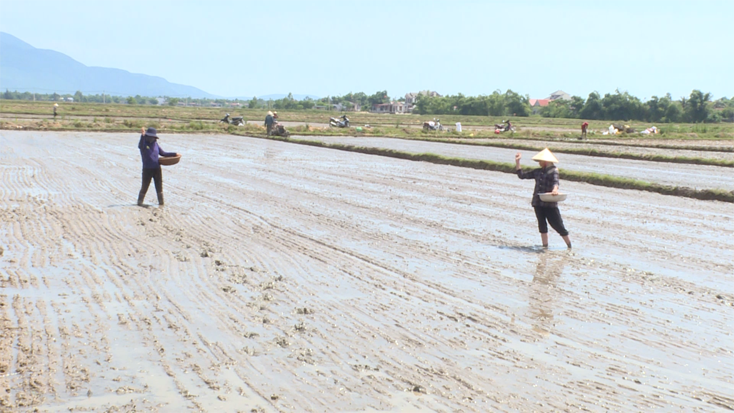 Bà con nông dân huyện Quảng Trạch tập trung ra đồng đẩy nhanh tiến độ gieo sạ lúa hè-thu.