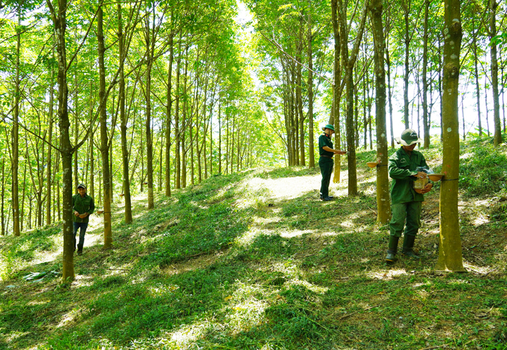 Những cánh rừng cao su của Đoàn KT-QP 79 đã cho khai thác