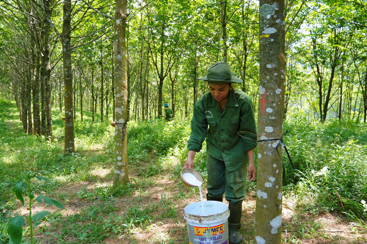 Những cánh rừng cao su của Đoàn KT-QP 79 đã cho khai thác