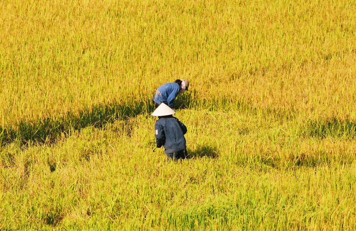 Ảnh minh họa: Tiến Hành