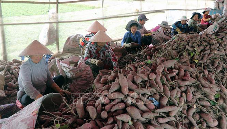 Nông dân ấp Hiệp Tân, xã Mỹ Hiệp Sơn (Kiên Giang) phân loại khoai lang sau khi thu hoạch. Ảnh minh họa: Lê Huy Hải/TTXVN