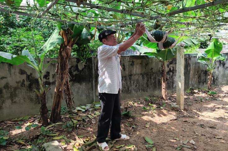 Các vườn mẫu được quy hoạch khoa học, góp phần nâng cao thu nhập cho người dân.