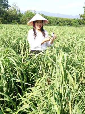 Vườn sả xanh tốt của HTX sản xuất tinh dầu Như Oanh, tại thôn Đông Thành, xã Nam Trạch.