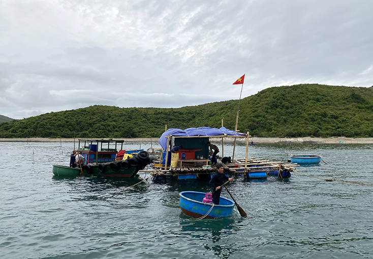 Ngư dân nuôi hải sản trong khu vực đảo Yến.