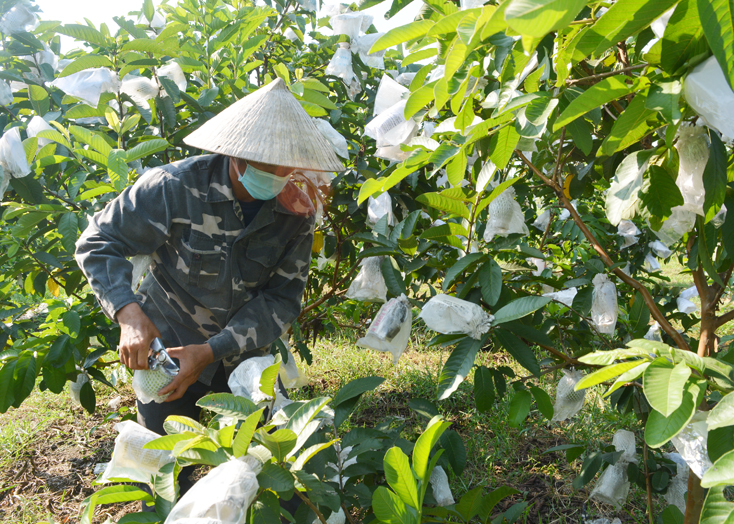 Nhiều trang trại trồng trọt trên địa bàn huyện Bố Trạch chủ động áp dụng công nghệ tưới tiêu nhỏ giọt vào sản xuất mang lại hiệu quả kinh tế cao.