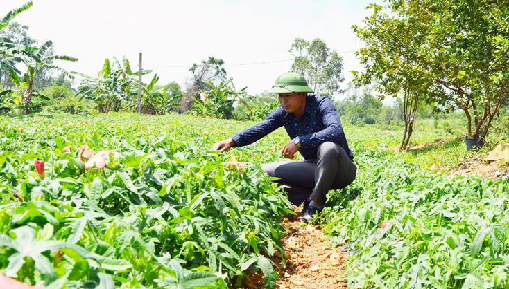 Xã Sơn Lộc chú trọng chuyển đổi cây trồng, trong đó mô hình phát triển cây dược liệu đạt hiệu quả cao.
