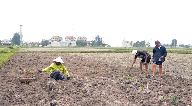 Người dân phường Quảng Phúc (TX. Ba Đồn) thu hoạch khoai lang vụ đông-xuân.