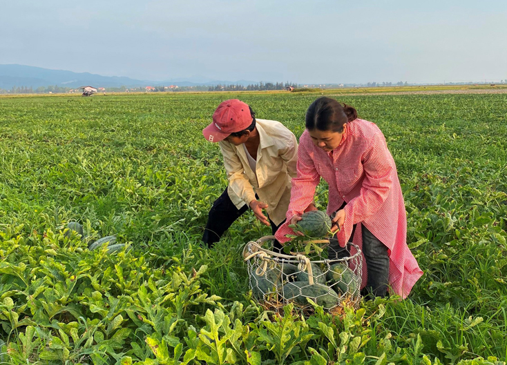 Thương lái thu mua dưa hấu ngay tại cánh đồng xã Hàm Ninh (Quảng Ninh).