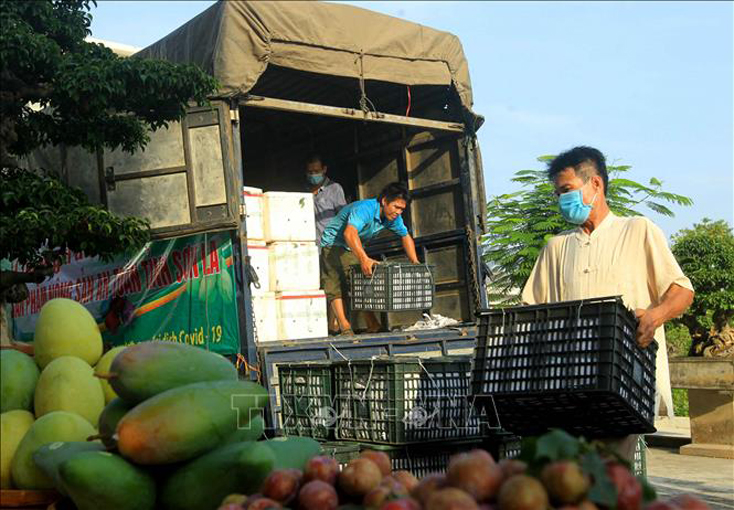 Vận chuyển nông sản từ tỉnh Sơn La đưa đến các điểm thiêu thụ tại thành phố Hải Phòng. Ảnh: An Đăng/TTXVN