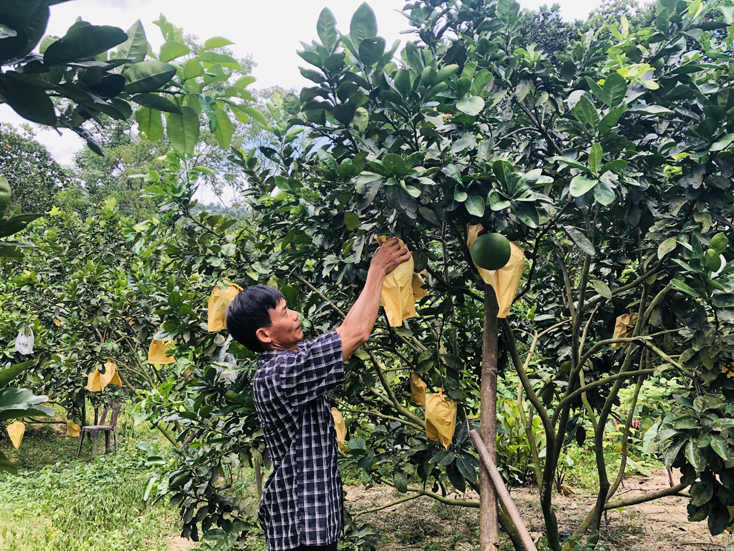 Vườn bưởi với 600 quả của gia đình ông Đinh Thanh Tâm ở xã Hóa Hợp hứa hẹn mang lại thu nhập cao.