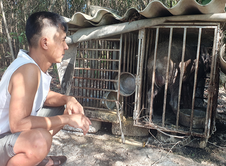 Anh Lê Văn Hoàng chăm sóc cặp lợn giống của gia đình.