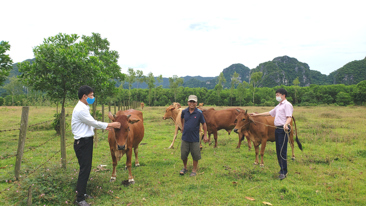 Từ nguồn vốn vay ưu đãi, ông Cao Xuân Hòa (xã Minh Hóa) đã phát triển mô hình chăn nuôi bò lai đem lại thu nhập ổn định.