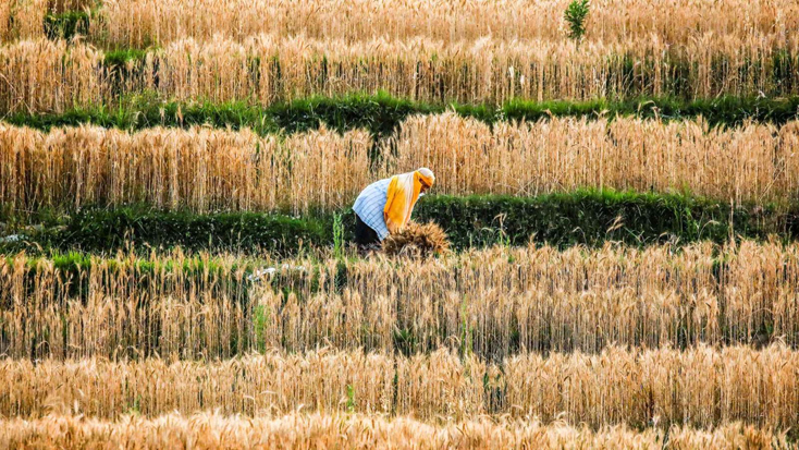 Người nông dân thu hoạch lúa mì. Ảnh: Reuters