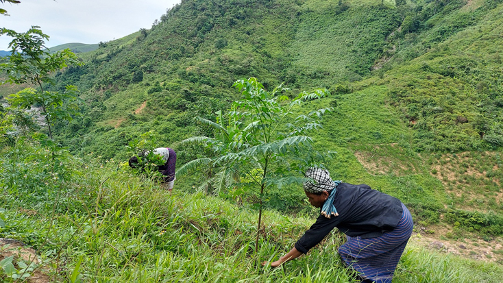 Đồng bào DTTS ở xã Trọng Hóa trồng rừng bằng giống cây bản địa (lim, dổi…) để nâng cao giá trị kinh tế, bảo vệ môi trường.