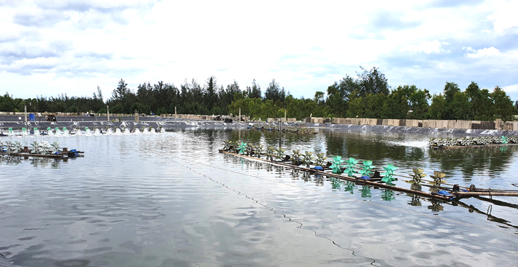 Nhiều người dân xã Ngư Thủy Bắc, huyện Lệ Thủy đầu tư hàng tỷ đồng để xây hồ nuôi tôm thẻ chân trắng.