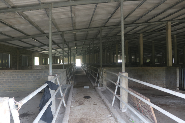Quang cảnh bên trong một khu chuồng trại của dự án chăn nuôi bò sinh sản, bò thịt của DNTN Gia Hân.