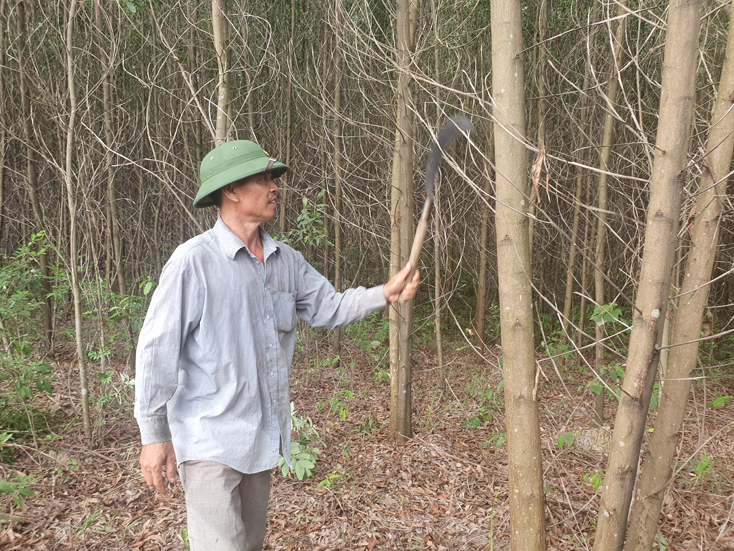 Người dân huyện Lệ Thủy vệ sinh rừng trước khi được xem xét cấp chứng chỉ FSC.