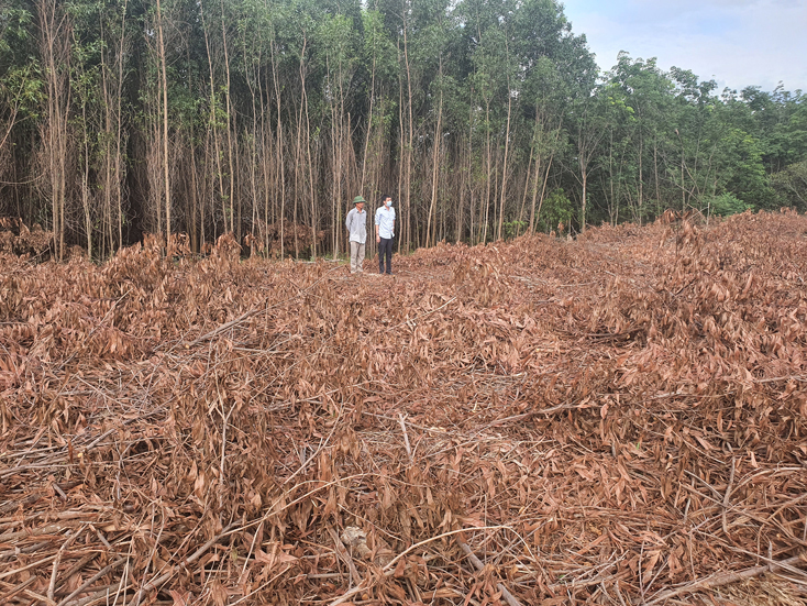 Sau khi thu hoạch, rừng có chứng chỉ FSC không được đốt mà phải dọn cành ngọn và thực bì.