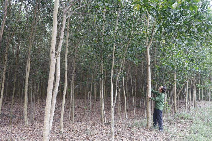 Người dân xã Cao Quảng không dám bảo đảm 80ha rừng trồng gỗ lớn được duy trì qua mùa mưa bão.