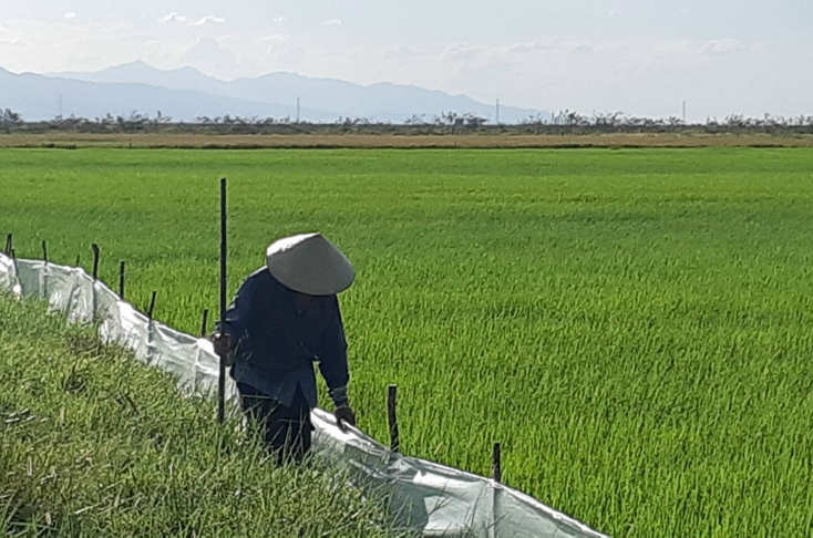 Người dân xã Phong Thủy (Lệ Thủy) dựng hàng rào nilon phòng, chống chuột gây hại trên cây lúa.