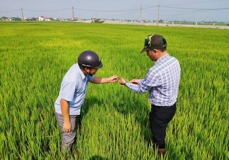 Cán bộ Trung tâm DVNN huyện Quảng Trạch hướng dẫn người dân các biện pháp phòng trừ sâu bệnh hại lúa hè-thu.