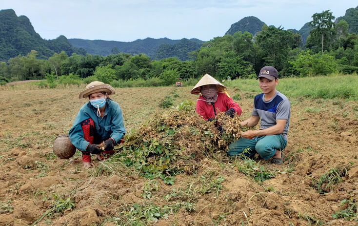 Vụ đông-xuân 2020-2021, người dân huyện Minh Hóa phấn khởi vì cây lạc vừa được mùa, vừa được giá.