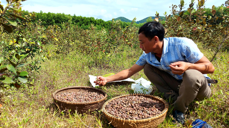 Một người dân xã Cao Quảng đang thu hoạch sim.