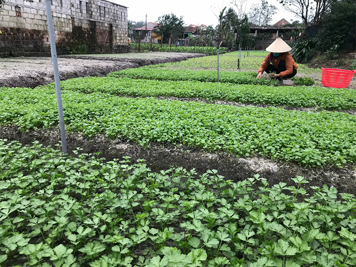 Nông dân xã Cam Thủy chăm sóc rau màu trong vườn nhà.