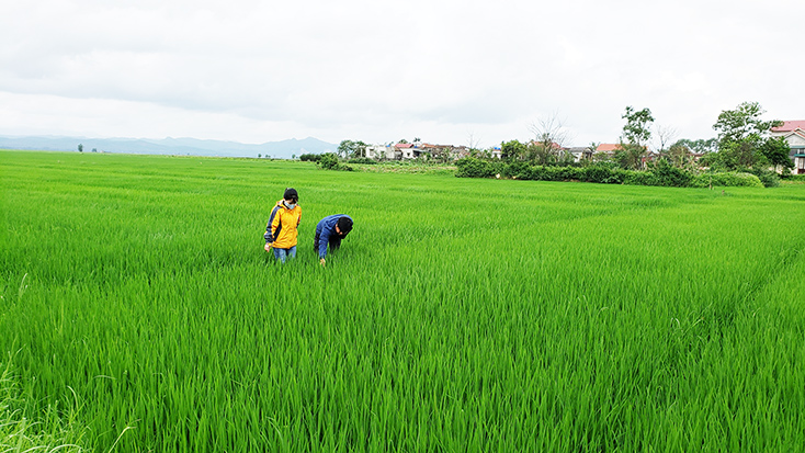 Để cây lúa sinh trưởng và phát triển tốt, người dân cần bón thúc cho cây 2-3 lần trong một vụ mùa.