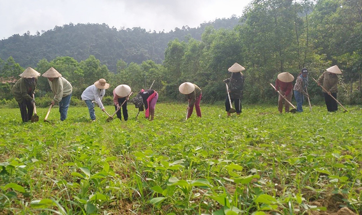 Bên cạnh tạo điều kiện hỗ trợ về nguồn vốn vay, chị em phụ nữ  huyện Minh Hóa luôn đồng hành giúp nhau ngày công, chăm sóc cây trồng, cùng hội viên nghèo vượt khó.