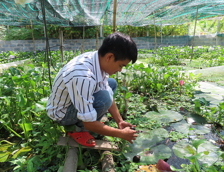 Mô hình nuôi ốc bươu đen mang lại hiệu quả kinh tế cao cho gia đình anh Dương Văn Long.
