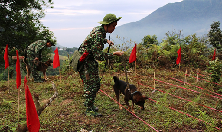 Chó dạng sói thực hiện nhiệm vụ tìm kiếm mìn và vật liệu nổ tại huyện Vị Xuyên, tỉnh Hà Giang. (Ảnh chụp trước ngày 27-4-2021)