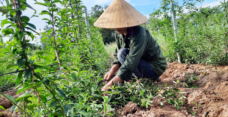 Cây dược liệu là sản phẩm cây trồng có tiềm năng mà huyện Bố Trạch tiếp tục tập trung hỗ trợ phát triển theo chuỗi giá trị. 