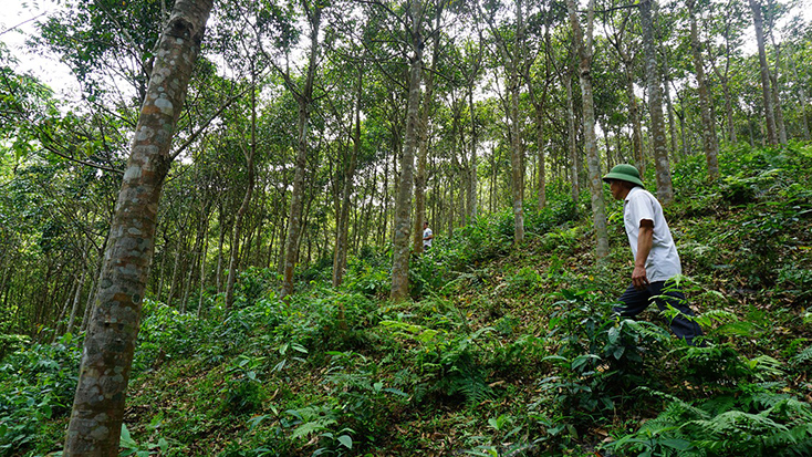Người dân xã Hóa Sơn phát triển trồng rừng bằng các giống cây rừng bản địa để nâng cao giá trị, bảo vệ môi trường.