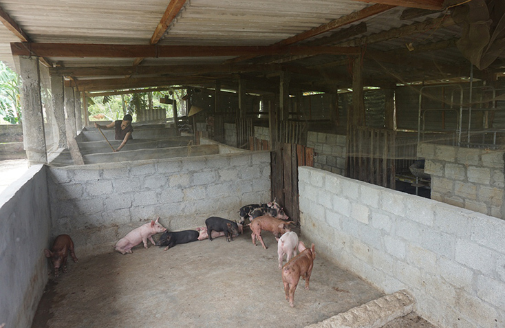 Mô hình chăn nuôi lợn của gia đình ông Đinh Minh Phượng cho hiệu quả cao.
