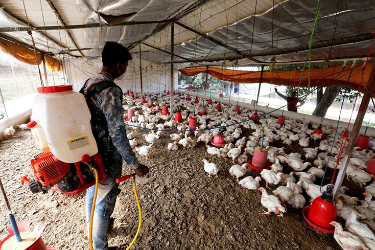 Nhân viên phun khử trùng một trang trại nuôi gà ở Bhopal, Ấn Độ. Ảnh: EPA